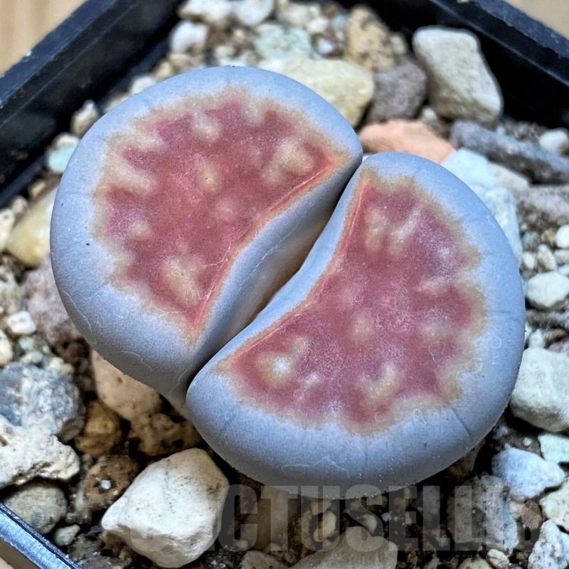 SH25052 Lithops karasmontana 'Top Red'