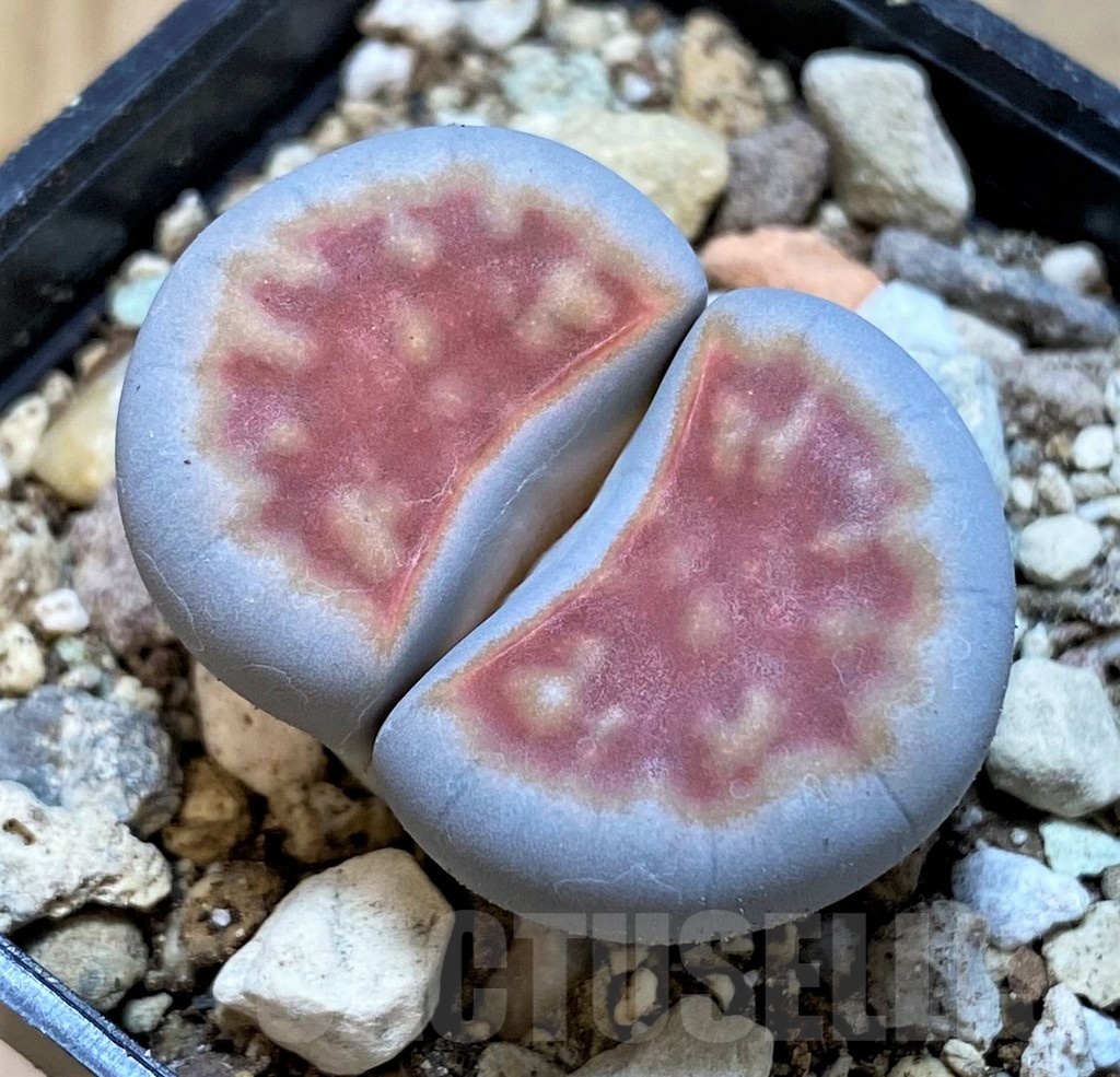 SH25052 Lithops karasmontana 'Top Red'