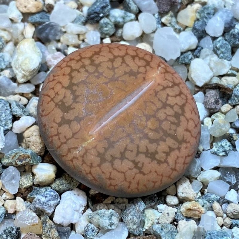 SH25053 Lithops aucampiae v. koelemanii