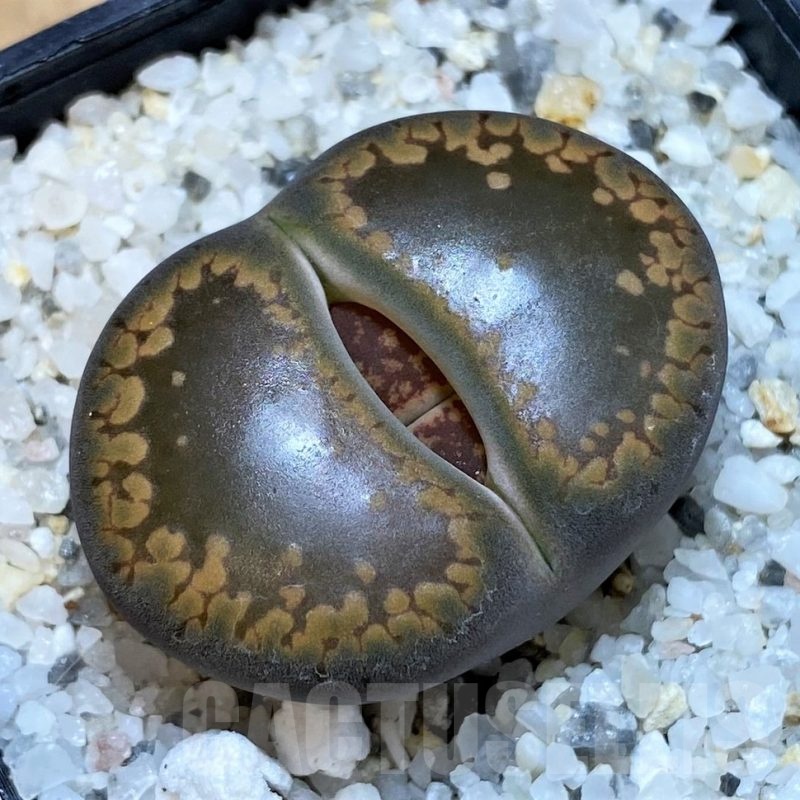SH25054 Lithops aucampiae 'Open Window'
