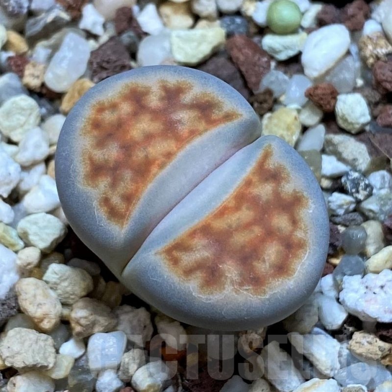 SH25055 Lithops karasmontana v. lerichiana
