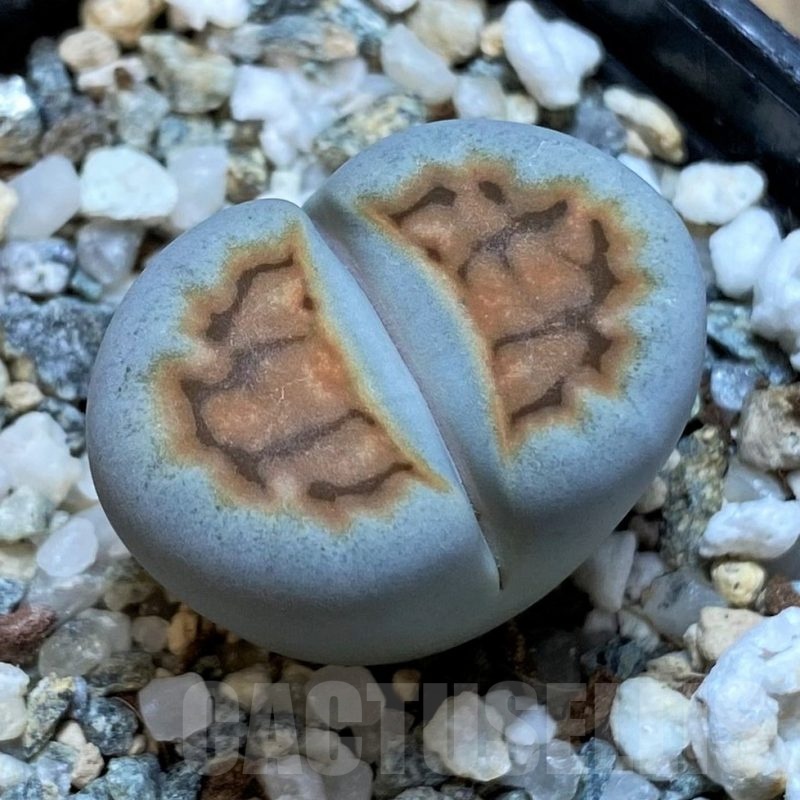 SH25056 Lithops karasmontana v. lerichiana