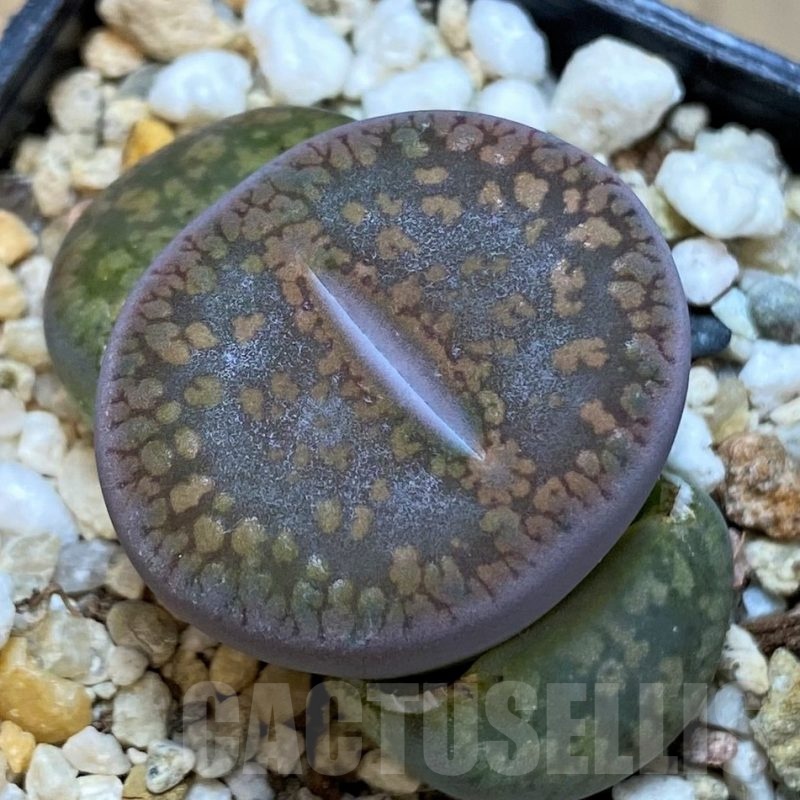 SH25057 Lithops aucampiae