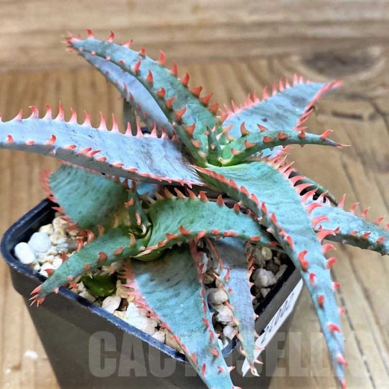 SH24002 Aloe TCT hybrid