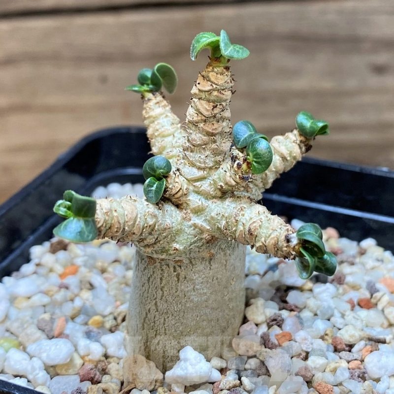 SH24032 Adenium arabicum DHA