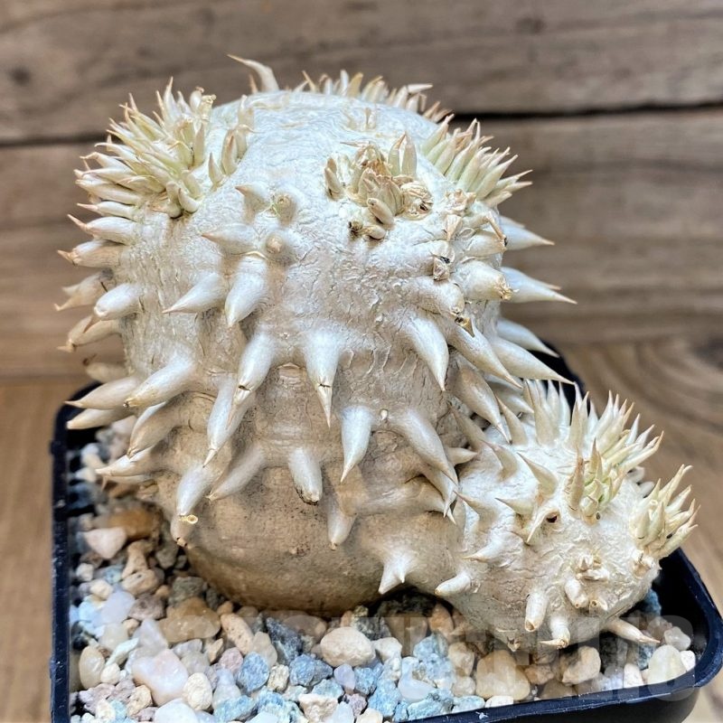 SH24033 Pachypodium brevicaule, own roots