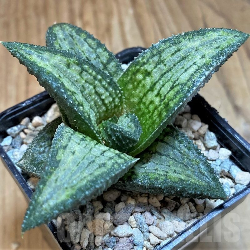 SH24034 Haworthia koelmaniorum T-2