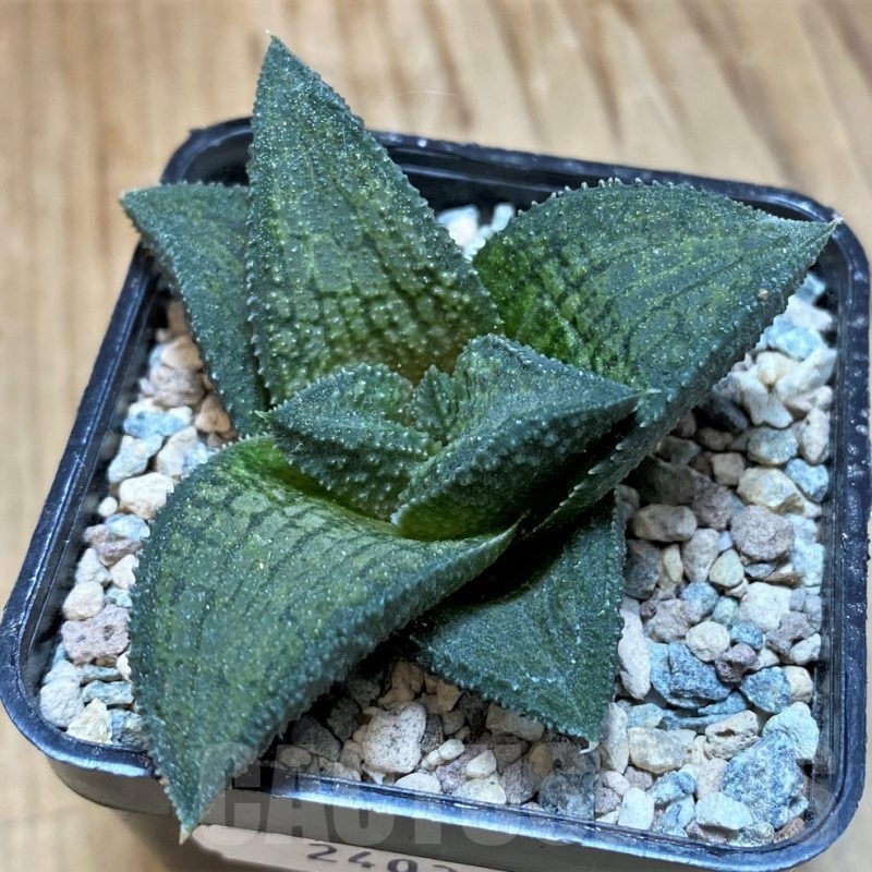 SH24035 Haworthia koelmaniorum T-3