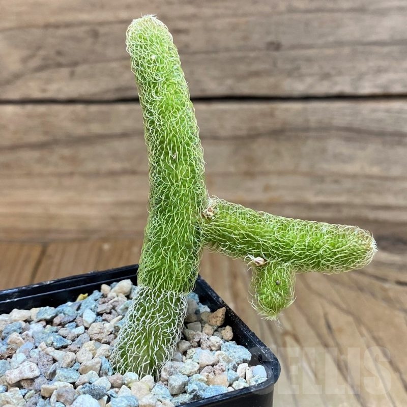 SH24036 Stapelianthus pilosus