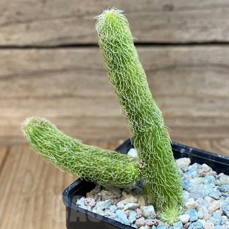 SH24037 Stapelianthus pilosus