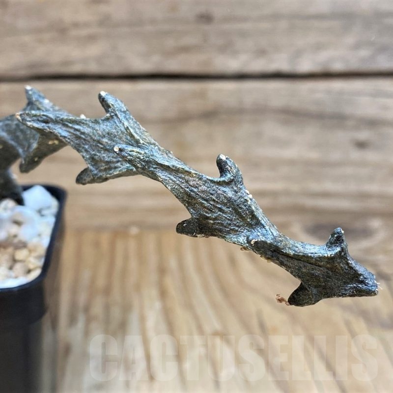 SH24038 Ceropegia bosseri