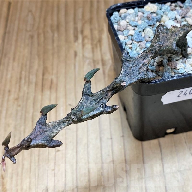 SH24039 Ceropegia bosseri