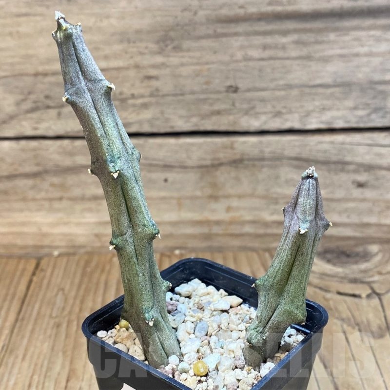 SH24040 Ceropegia stapeliiformis