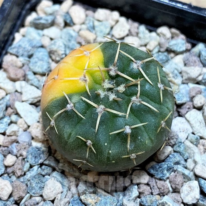 SH24042 Gymnocalycium ochoterenae