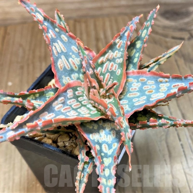 SH24003 Aloe TCT hybrid