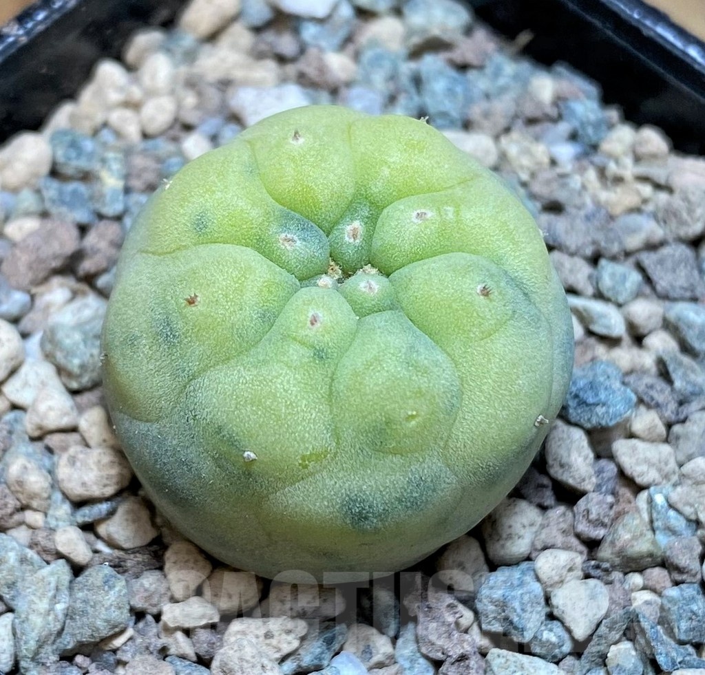 SH24043 Anhalonium frichii f. variegata