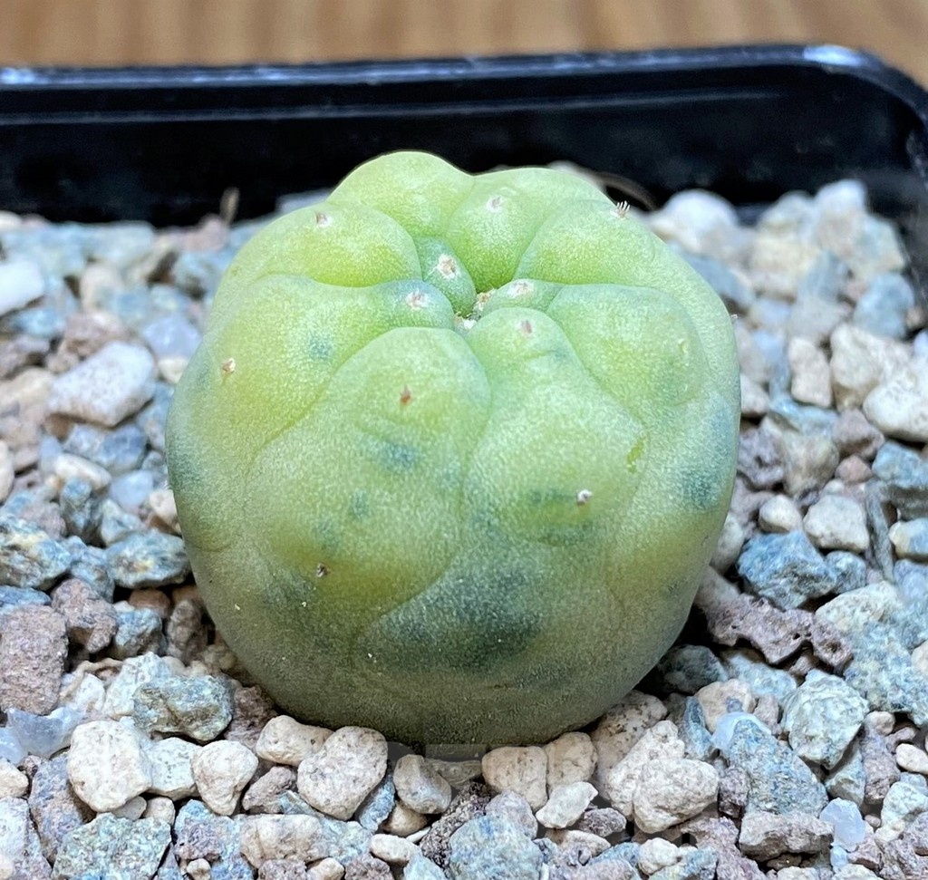 SH24043 Anhalonium frichii f. variegata - Image 2