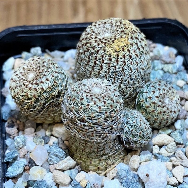 SH24045 Rebutia heliosa