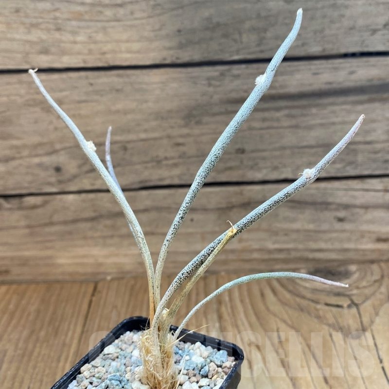 SH24046 Astrophytum caput-medusae