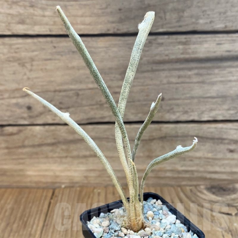 SH24047 Astrophytum caput-medusae