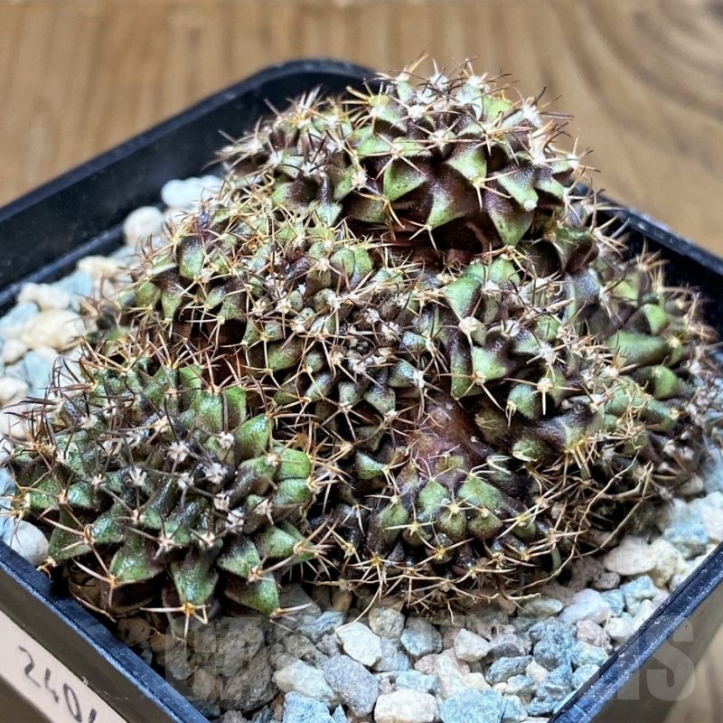 SH24049 Gymnocalycium mihanovichii f. cristata