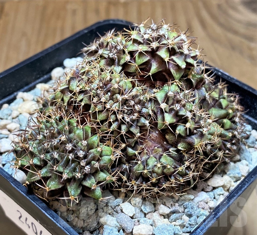 SH24049 Gymnocalycium mihanovichii f. cristata