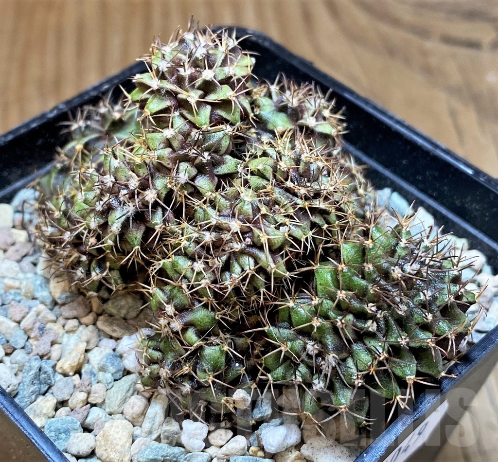 SH24049 Gymnocalycium mihanovichii f. cristata - Image 2