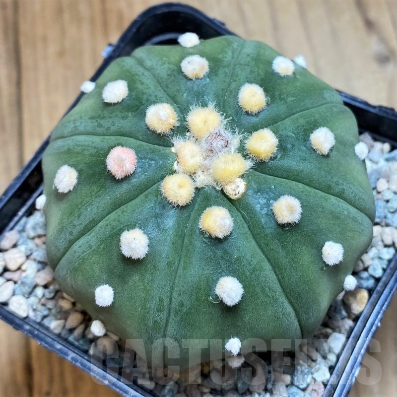 SH24051 Astrophytum asterias ‘Shinshowa Red’