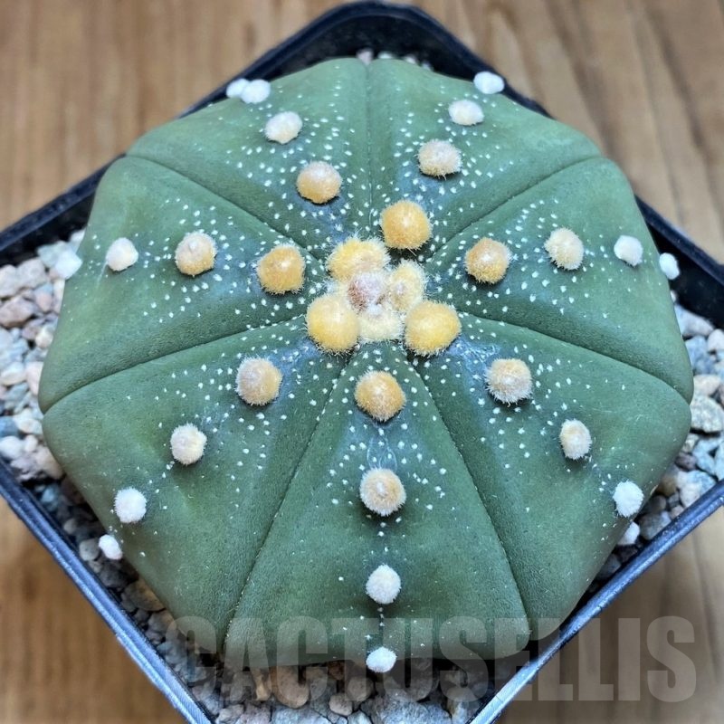 SH24052 Astrophytum asterias ‘Shinshowa Red’