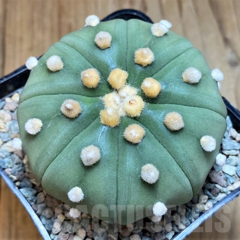 SH24053 Astrophytum asterias f. nudum