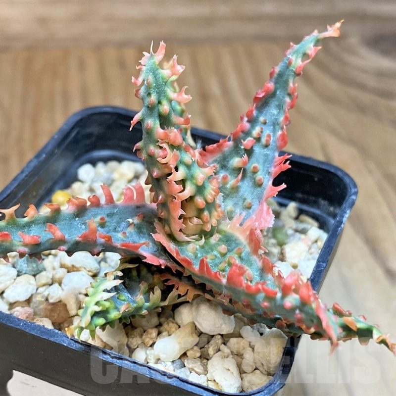 SH24004 Aloe TCT hybrid