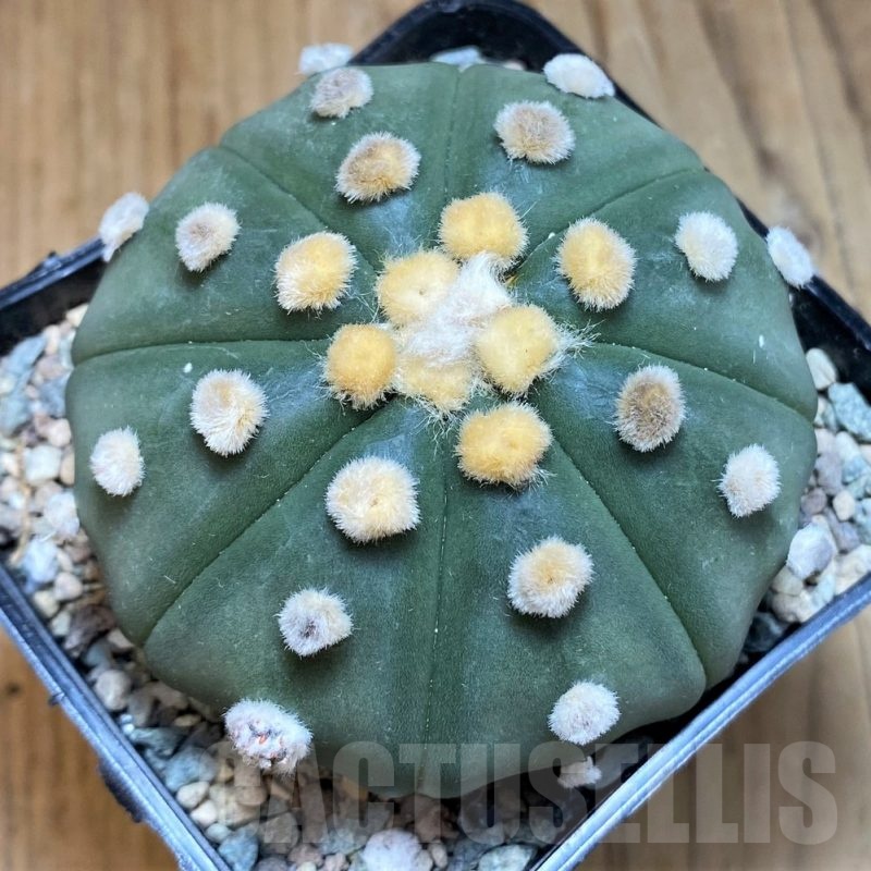 SH24054 Astrophytum asterias 'Akabana'