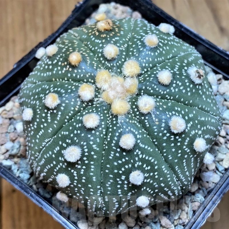 SH24055 Astrophytum asterias 'Akabana'