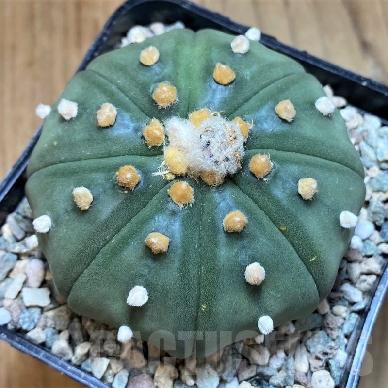 SH24056 Astrophytum asterias ‘Shinshowa’