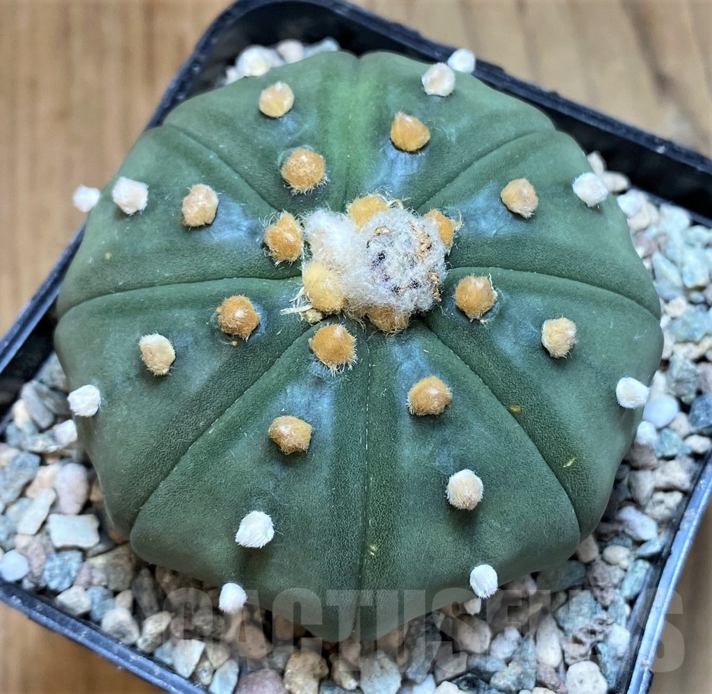 SH24056 Astrophytum asterias ‘Shinshowa’