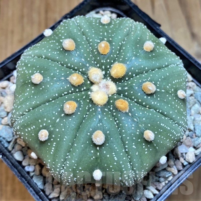 SH24057 Astrophytum asterias ‘Shinshowa Red’