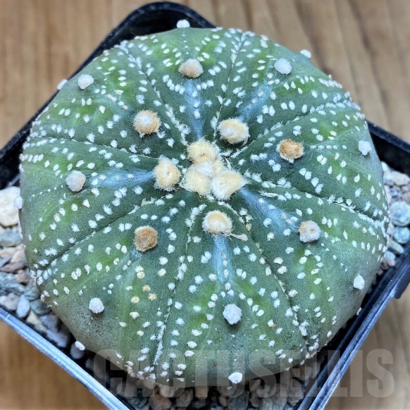 SH24058 Astrophytum asterias 'Pink'