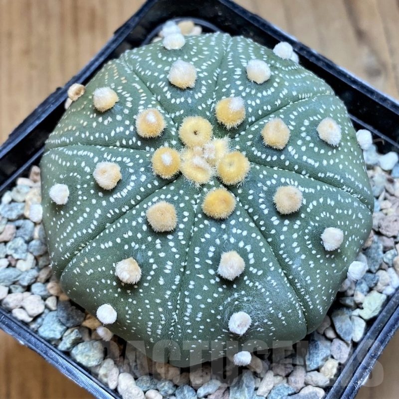 SH24059 Astrophytum asterias 'Akabana'