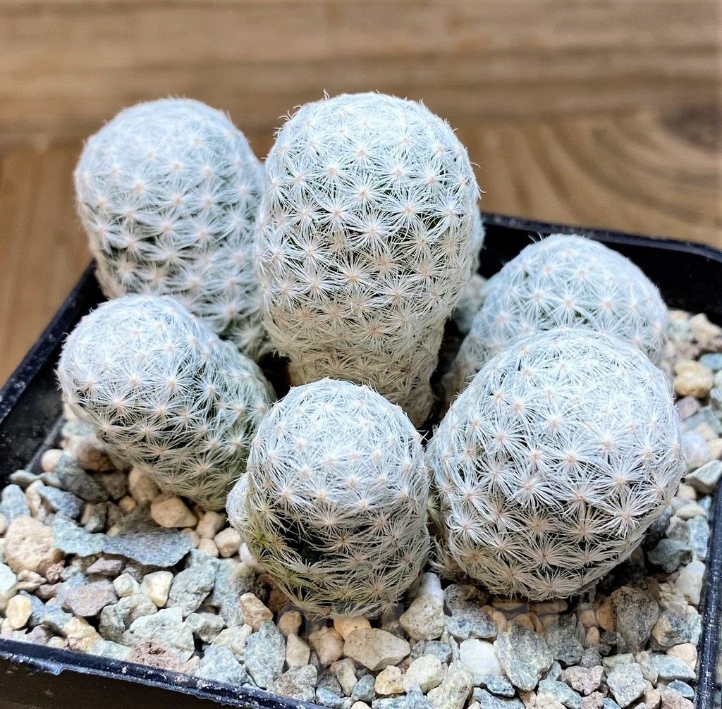 SH24060 Mammillaria humboldtii f. caespitosa - Зображення 2