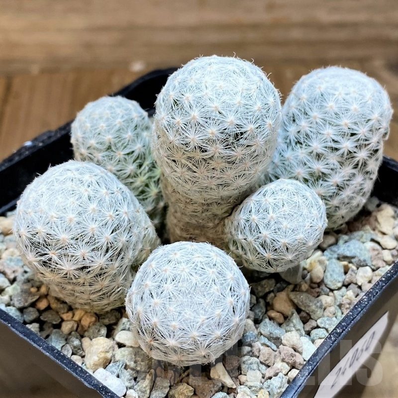 SH24060 Mammillaria humboldtii f. caespitosa