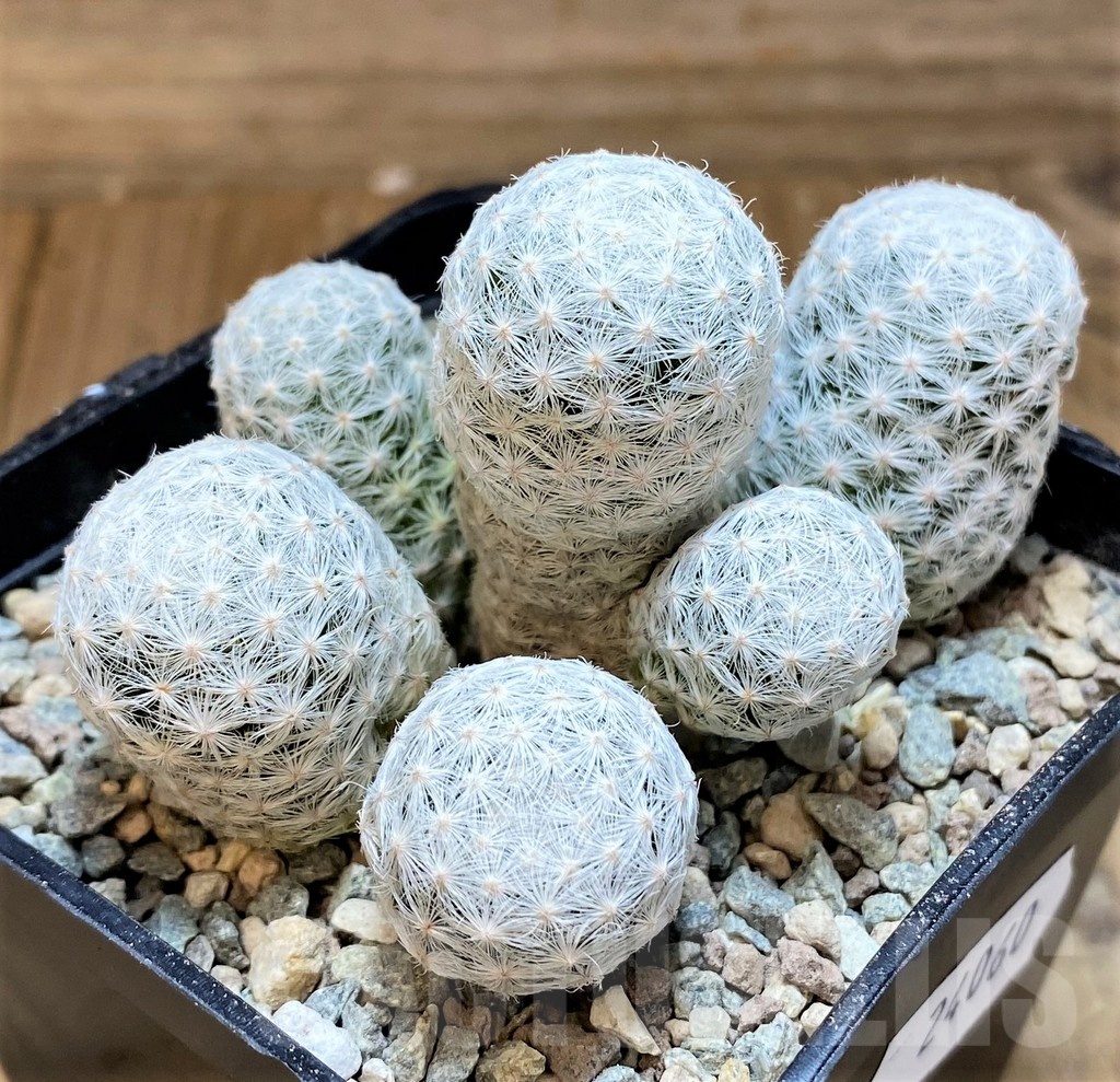 SH24060 Mammillaria humboldtii f. caespitosa
