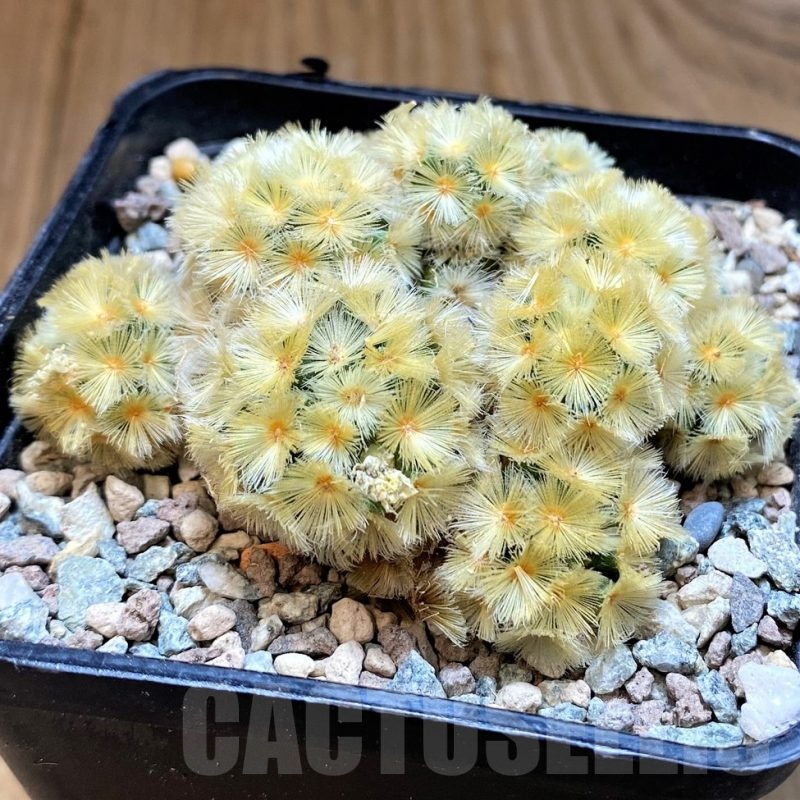 SH24061 Mammillaria carmenae