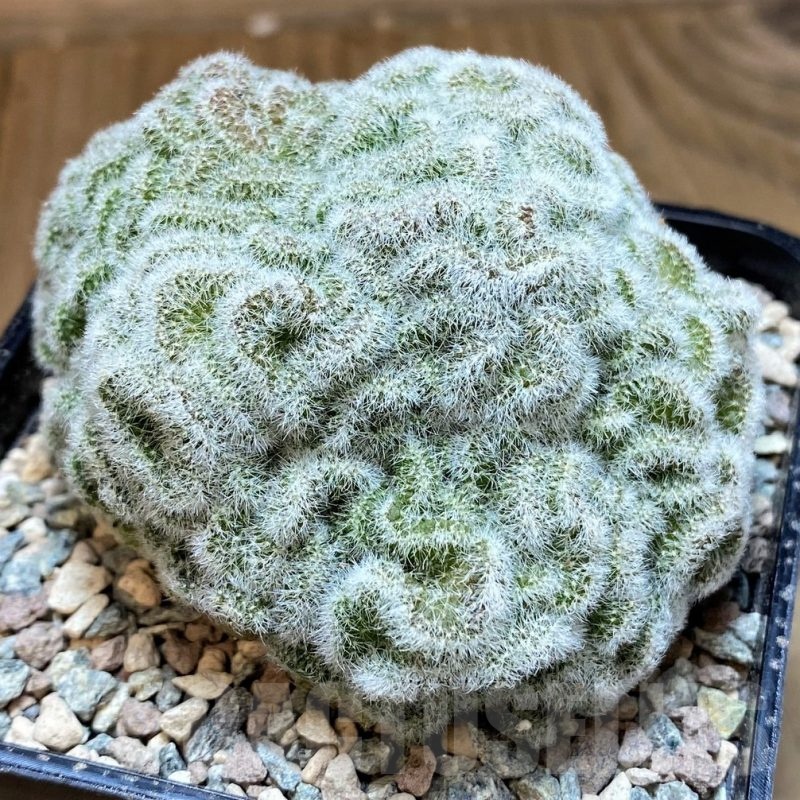 SH24062 Mammillaria geminispina f. cristata