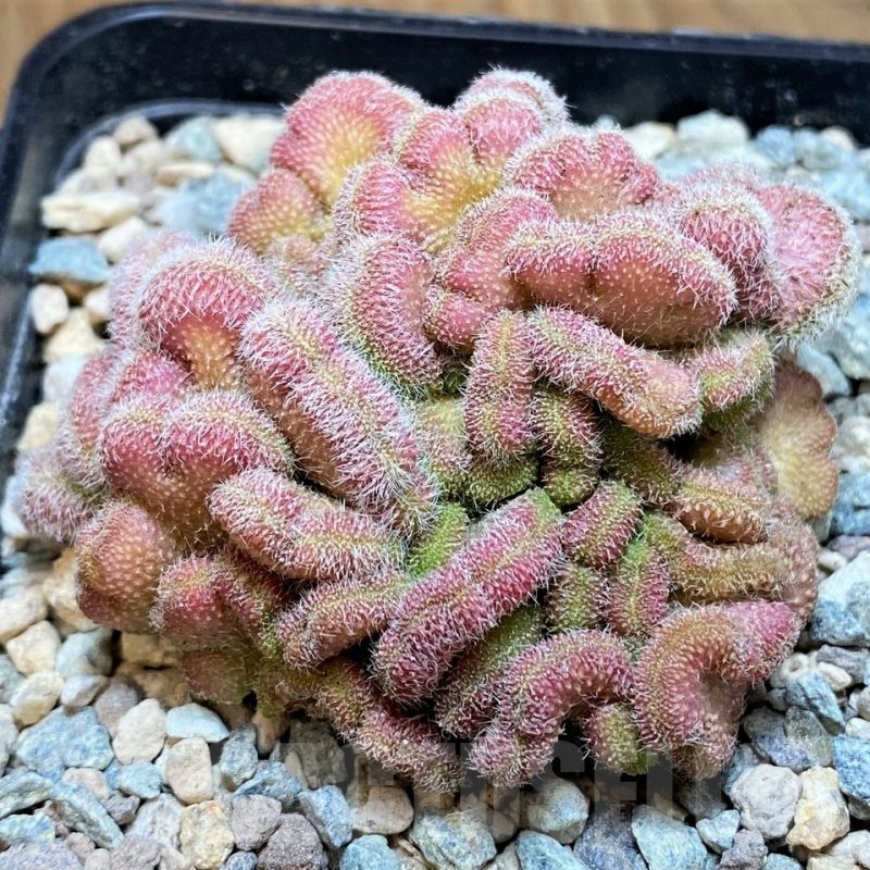 SH24063 Mammillaria compressa ‘Yokan’ f. cristata