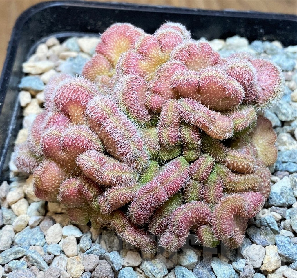 SH24063 Mammillaria compressa ‘Yokan’ f. cristata