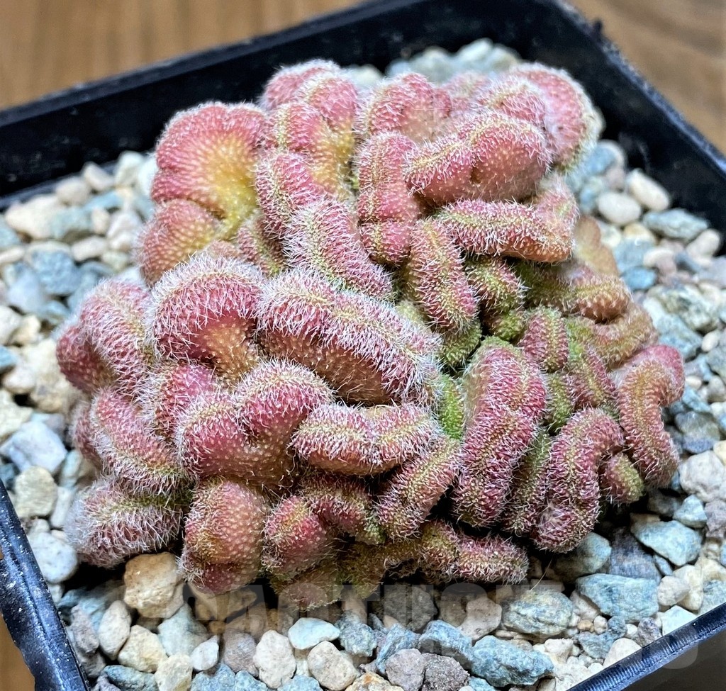 SH24063 Mammillaria compressa ‘Yokan’ f. cristata - Зображення 2
