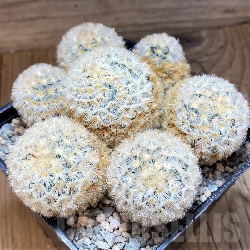 SH24064 Mammillaria carmenae