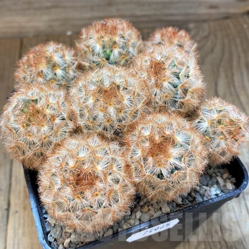 SH24065 Mammillaria carmenae