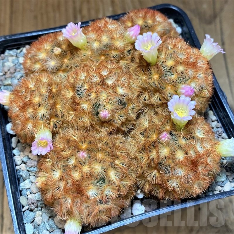 SH24066 Mammillaria carmenae