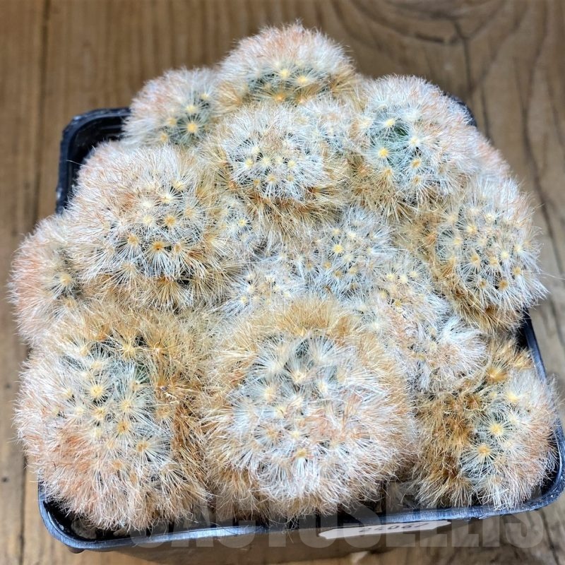 SH24067 Mammillaria carmenae